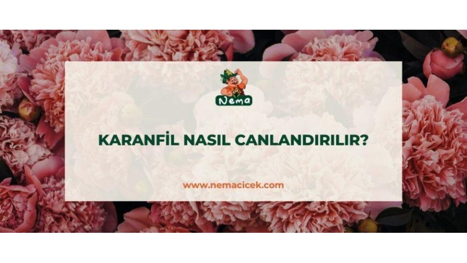 Kuruyan Karanfil Nasıl Canlandırılır? Karanfil Kurudu Ne Yapmalıyım?