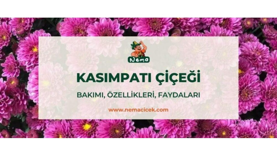 Kasımpatı Çiçeği (Krizantem, Chrysanthemum) Bakımı, Özellikleri, Anlamı