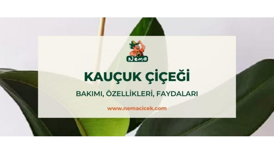 Kauçuk Çiçeği (Ficus Elastica) Bakımı, Özellikleri, Anlamı