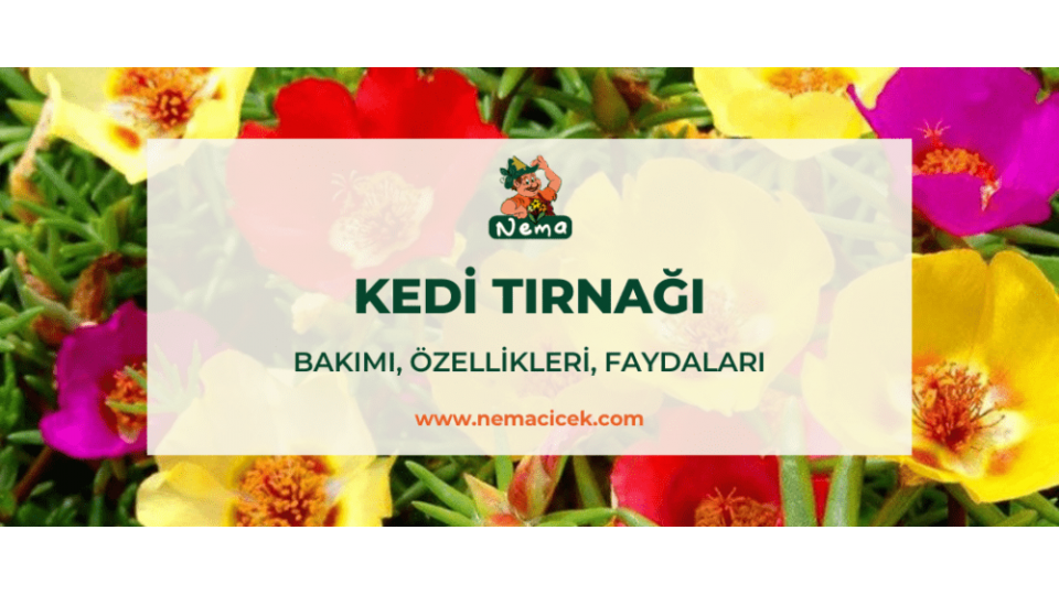 Kedi Tırnağı Bakımı (Portulaca Grandiflora) Özellikleri, Faydaları