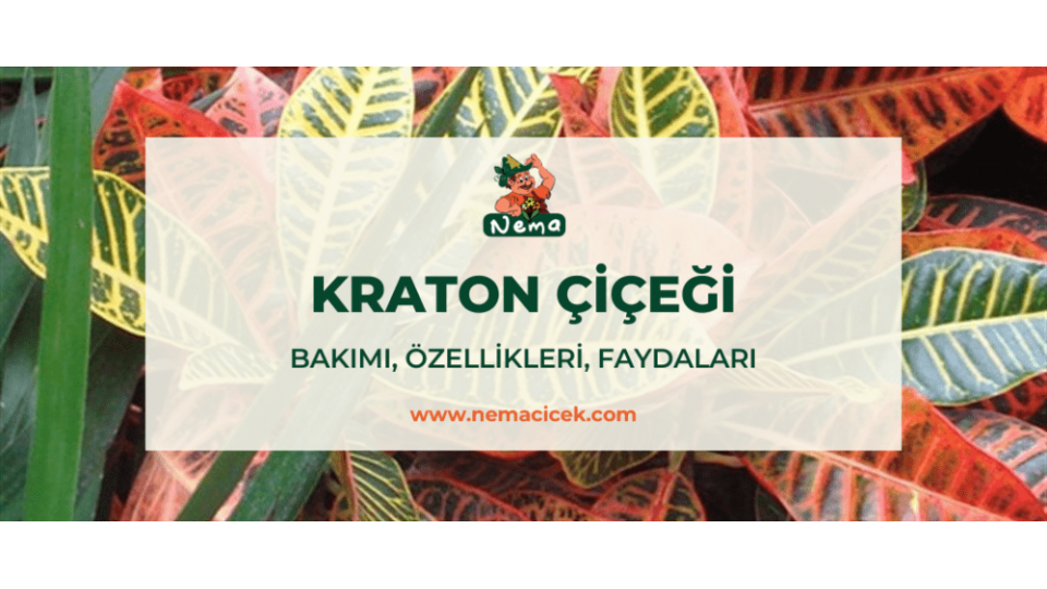 Kraton Çiçeği Bakımı (Croton Petra), Özellikleri, Faydaları