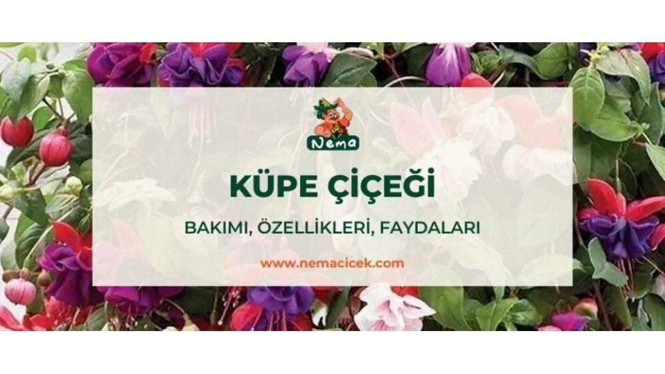 Küpe Çiçeği (Fuchsia) Bakımı, Özellikleri, Anlamı