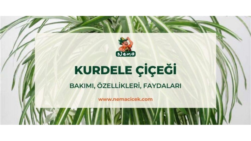 Kurdele Çiçeği (Chlorophytum) Bakımı, Özellikleri, Anlamı