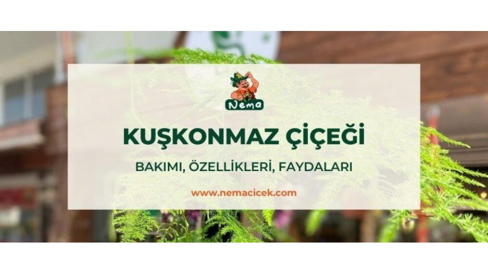 Kuşkonmaz Çiçeği (Asparagus Setaceus, Tül Çiçeği) Bakımı, Özellikleri, Anlamı