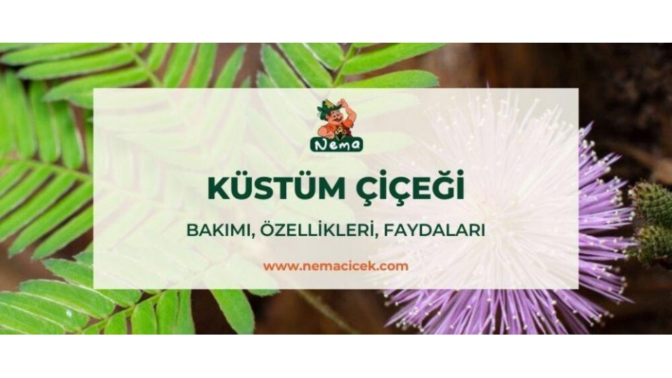 Küstüm Çiçeği (Mimosa Pudica) Bakımı, Özellikleri, Anlamı