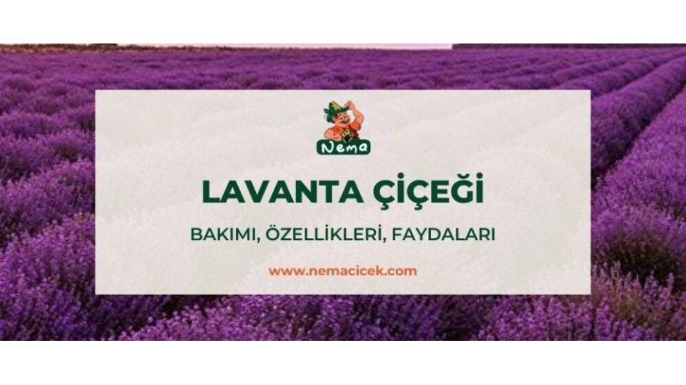 Lavanta Çiçeği (Lavandula) Bakımı, Özellikler, Faydaları ve Anlamı