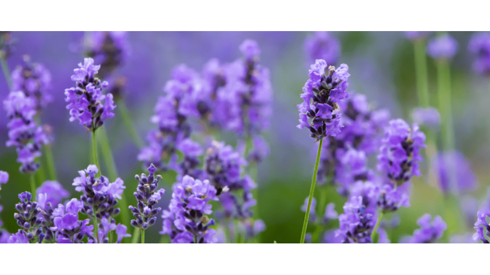 Lavanta Çiçeği Anlamı -  (Lavandula Angustifolia)