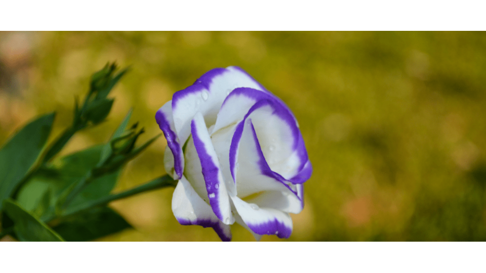 Lisyantus Çiçeği Anlamı - (Lisianthus)