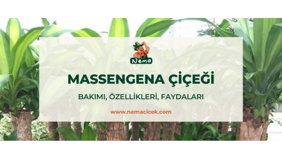 Massengena Çiçeği Bakımı, Özellikleri, Faydaları