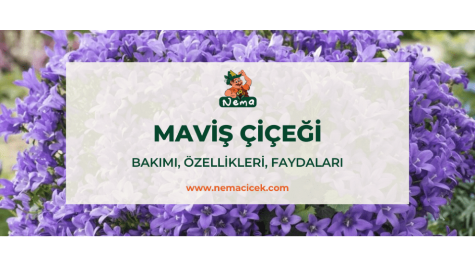 Maviş Çiçeği (Campanula Carpatica) Bakımı, Özellikleri, Faydaları