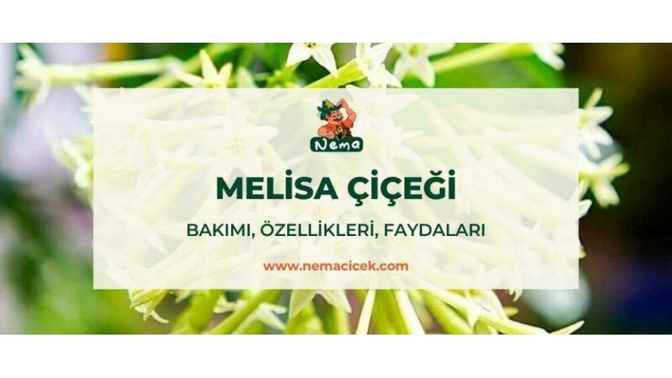 Melisa Çiçeği (Cestrum Nocturnum) Bakımı, Özellikleri, Faydaları