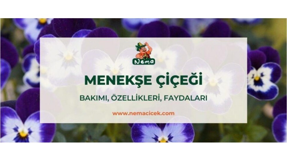 Menekşe Çiçeği, Bakımı, Özellikleri, Faydaları