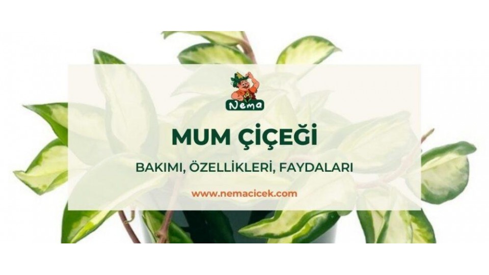 Mum Çiçeği (Hoya Carnosa) Bakımı, Özellikleri, Faydaları