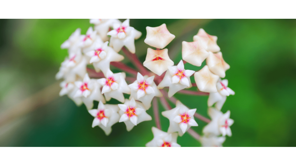 Mum Çiçeği Anlamı - (Hoya Carnosa)