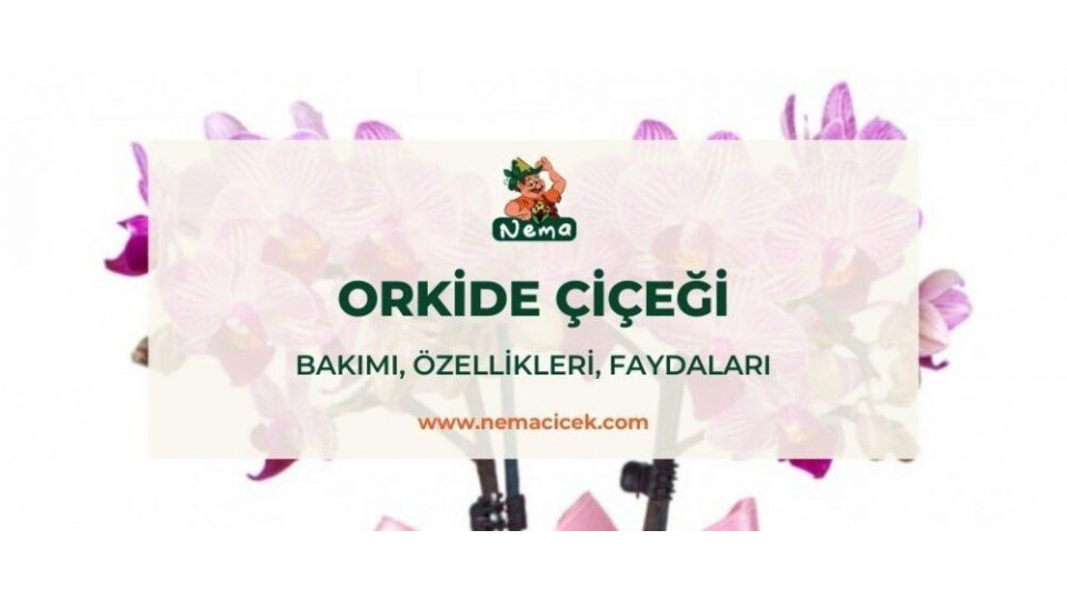 Orkide Çiçeği (Orchidaceae) Bakımı, Özellikleri, Faydaları