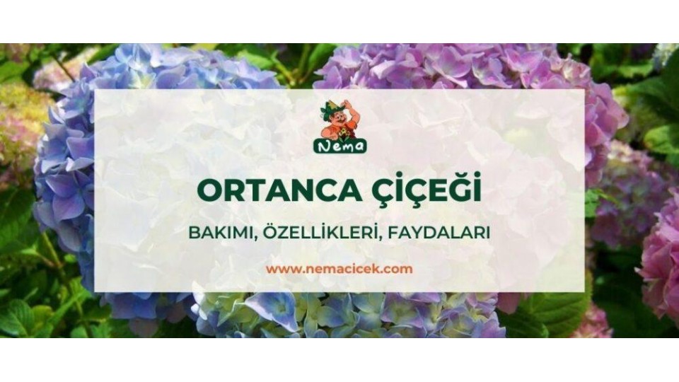 Ortanca Çiçeği (Hydrangea) Bakımı, Özellikleri, Faydaları