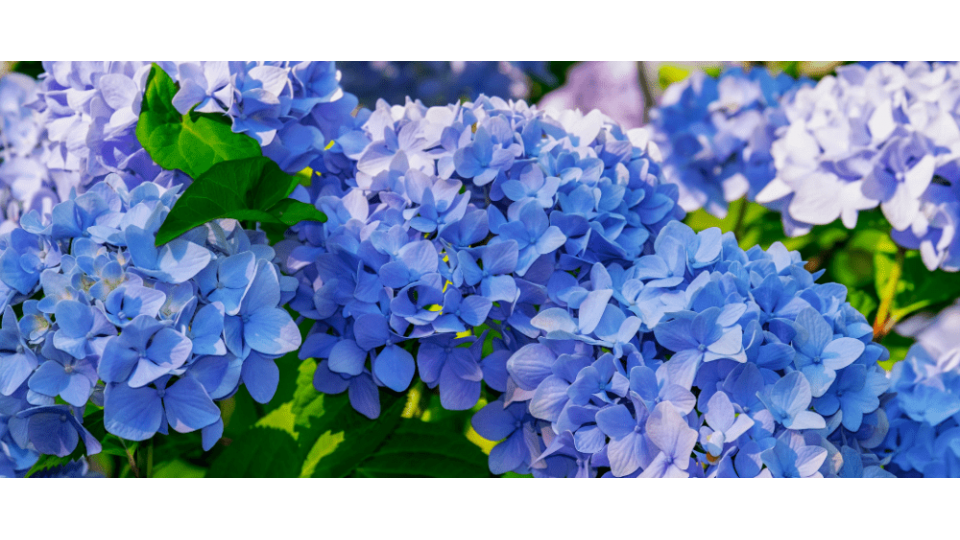 Ortanca Çiçeği Anlamı – (Hydrangea)