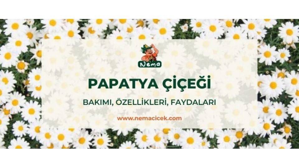 Papatya Bakımı, Özellikleri, Faydaları