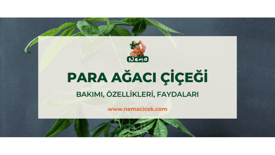 Para Ağacı Çiçeği (Pachira) Bakımı, Özellikleri, Anlamı