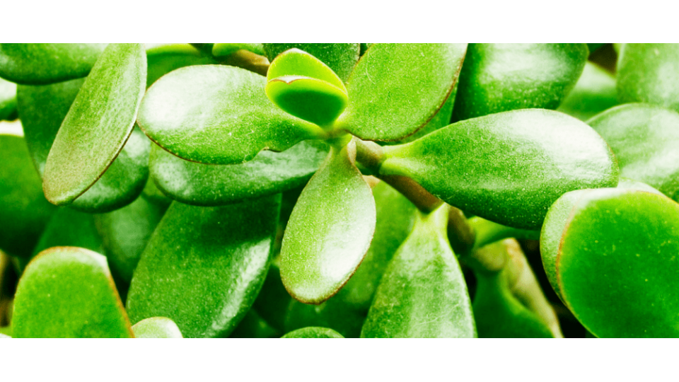 Para Çiçeği Anlamı – (Crassula Ovata)