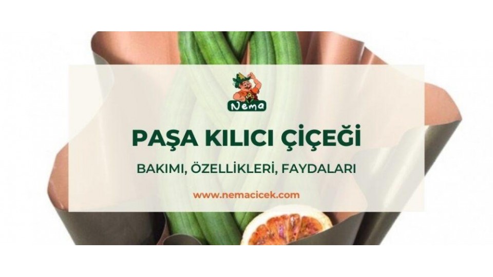 Paşa Kılıcı Çiçeği (Sansevieria) Bakımı, Özellikleri, Anlamı