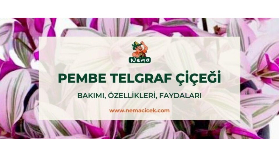 Pembe Telgraf Çiçeği (Tradescantia Nanouk) Bakımı, Özellikleri, Faydaları