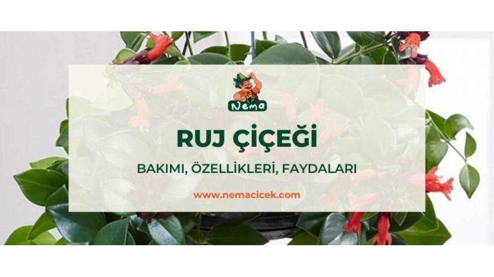 Ruj Çiçeği (Aeschynanthus) Bakımı, Özellikler, Faydaları