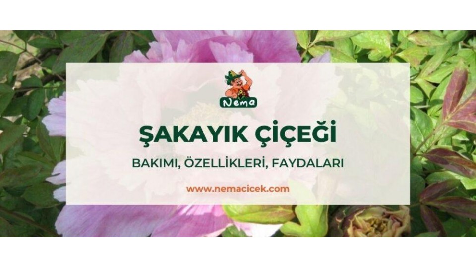 Şakayık Çiçeği (Paeonia) Bakımı, Özellikleri, Faydaları