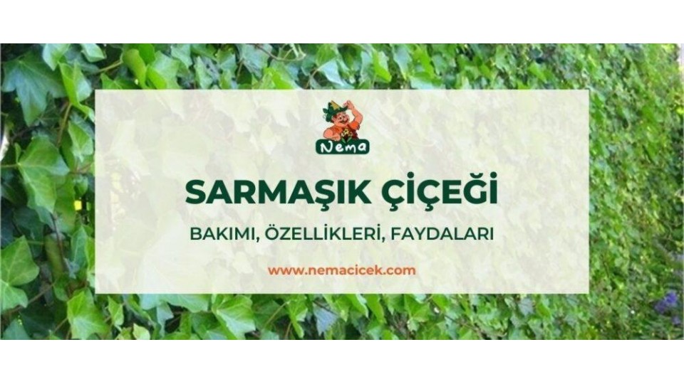 Sarmaşık Çiçeği (Hedera Helix) Bakımı, Özellikleri, Faydaları