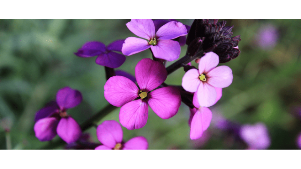 Şebboy Çiçeği Anlamı (Nicotiana Alata)