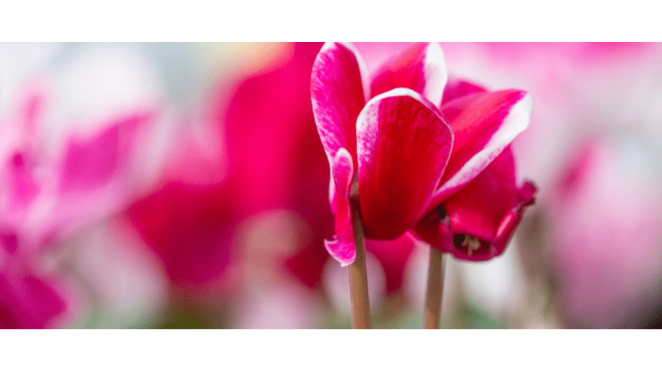 Sıklamen Çiçeği Anlamı – (Cyclamen)