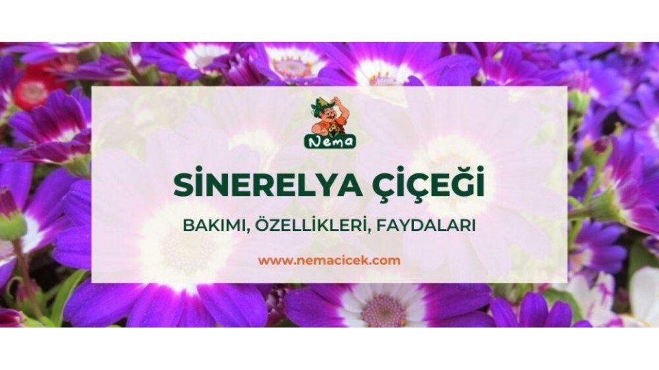 Sinerelya Çiçeği (Cineraria Cruentis) Bakımı, Özellikleri, Faydaları, Anlamı