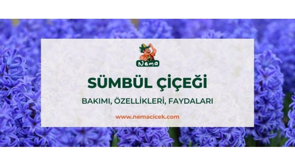 Sümbül Çiçeği (Hyacinthus) Bakımı, Özellikleri, Faydaları