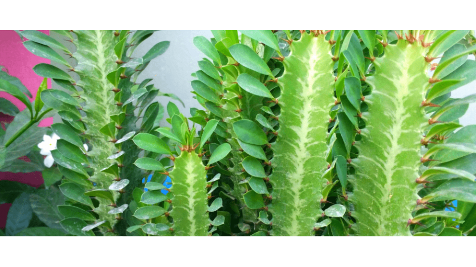 Süt Ağacı Anlamı - (Euphorbia Trigona)