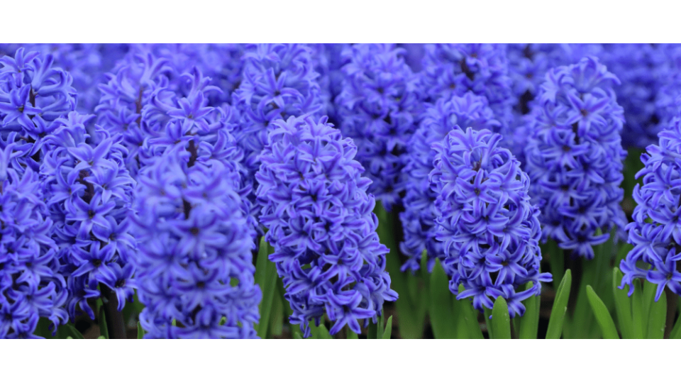 Sümbül Çiçeği Anlamı – (Hyacinthus)