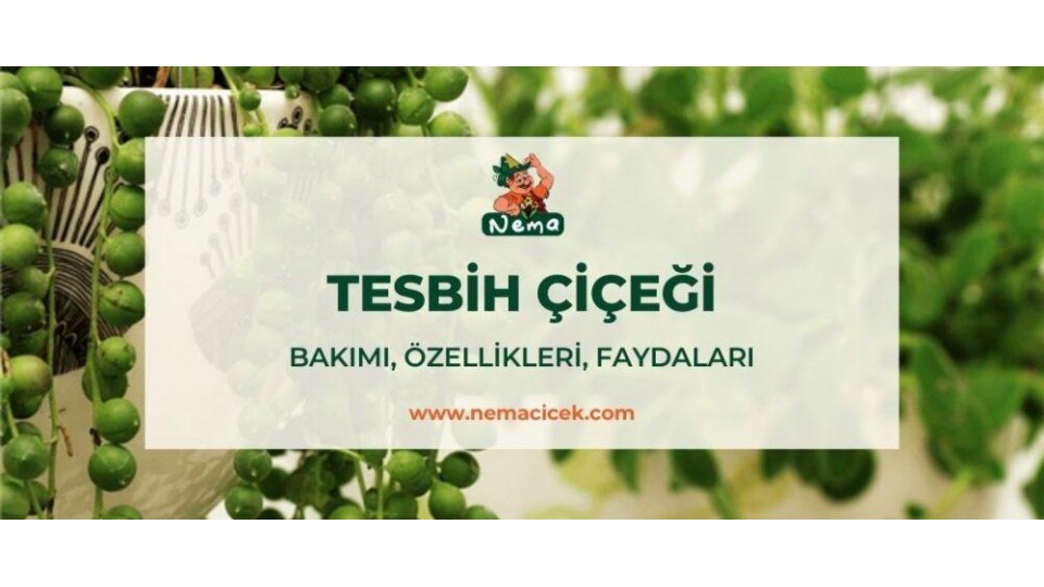 Tesbih Çiçeği (İnci Tanesi, Senecio Rowleyanus) Bakımı, Özellikleri, Faydaları