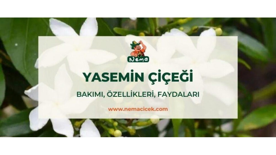 Yasemin Çiçeği (Jasminum) Bakımı, Özellikleri, Anlamı