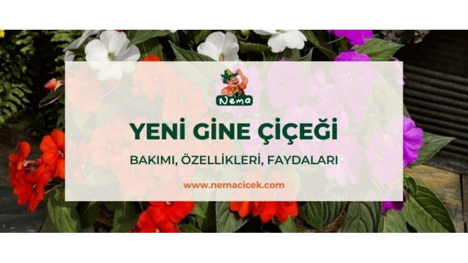 Yeni Gine Çiçeği (Impatiens Walleriana) Bakımı, Özellikleri, Faydaları, Anlamı