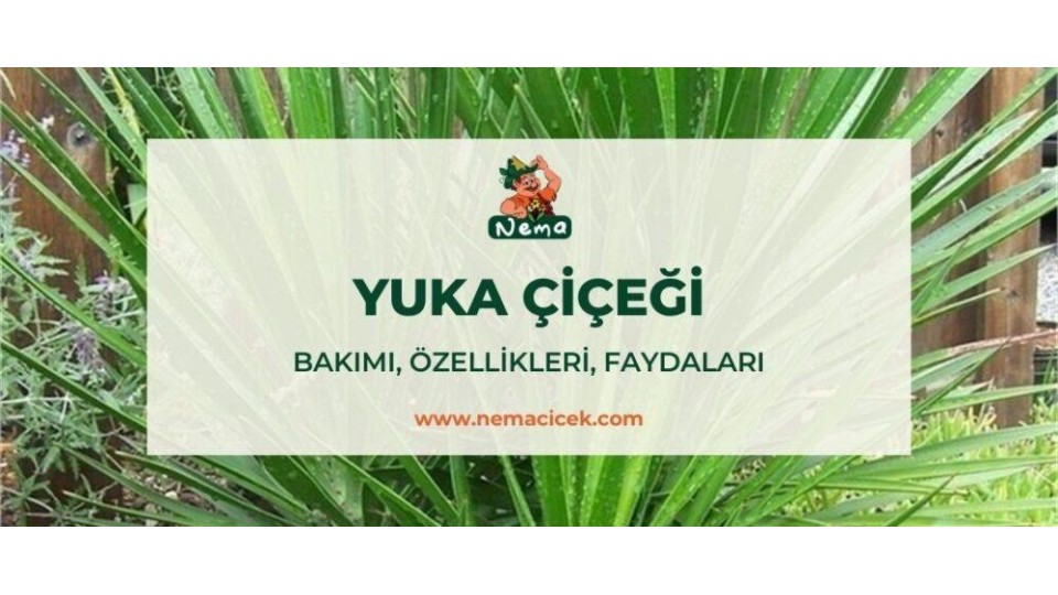 Yukka Çiçeği (Yucca, Avize, Yucca Gloriosa) Bakımı, Özellikleri, Faydaları