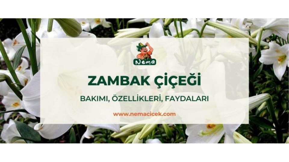 Zambak (Lilium) Bakımı, Özellikleri, Anlamı, Faydaları