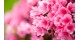 Açelya Çiçeği Anlamı - (Rhododendron)