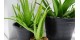 Aloe Vera Bitkisi Anlamı - (Aloe barbadensis Miller)