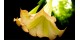 Boru Çiçeği Anlamı - Şeytan Elması - Datura Stramonium