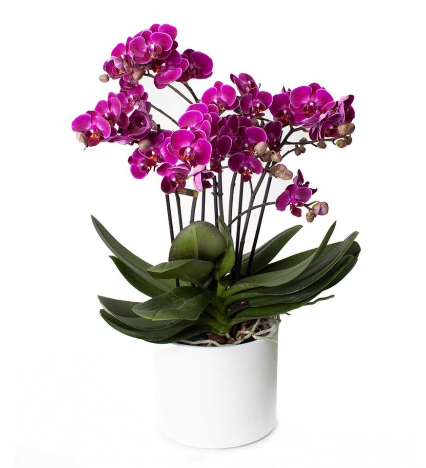 Orkide - Bellissima Mor Orkide 