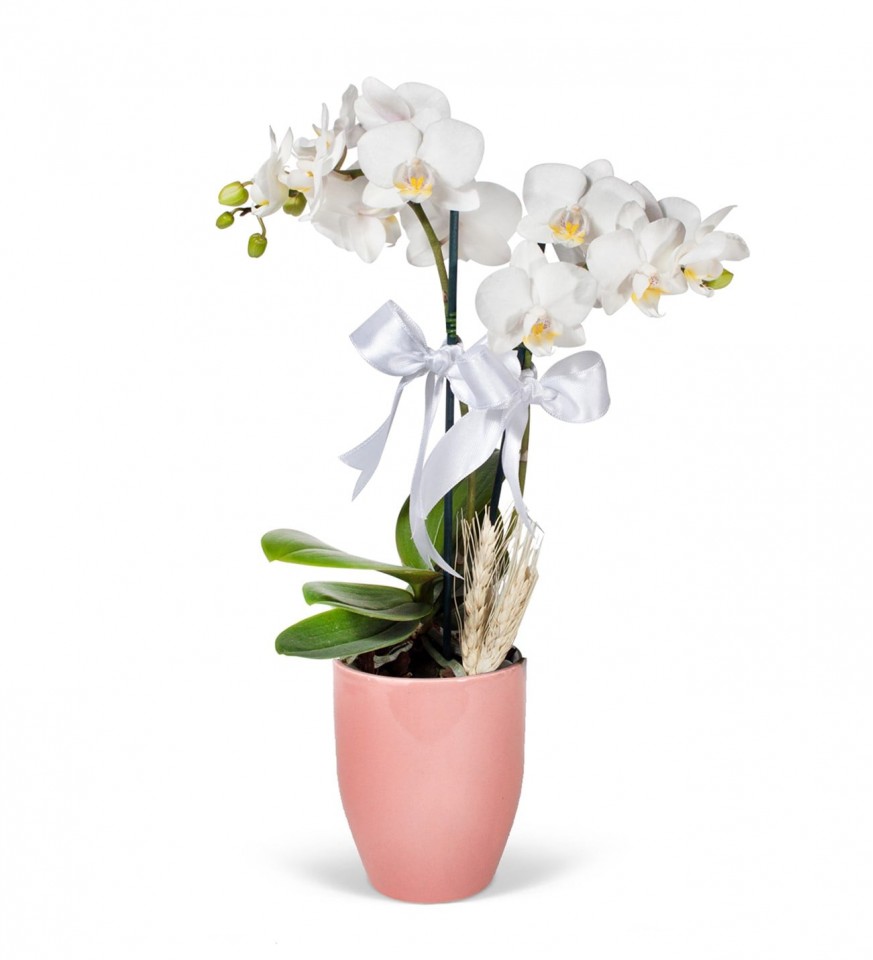 Midi Orkide - Pembe Lily  Beyaz Orkide