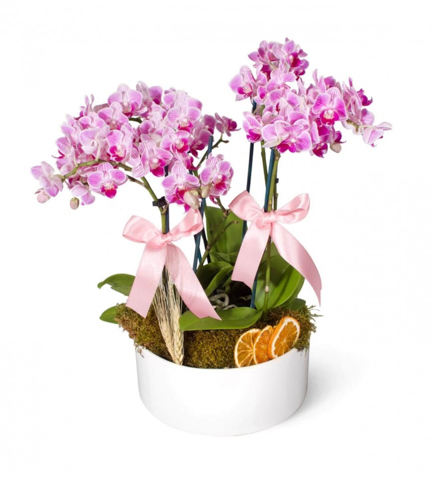 Midi Orkide - Pembe Orkide Mila