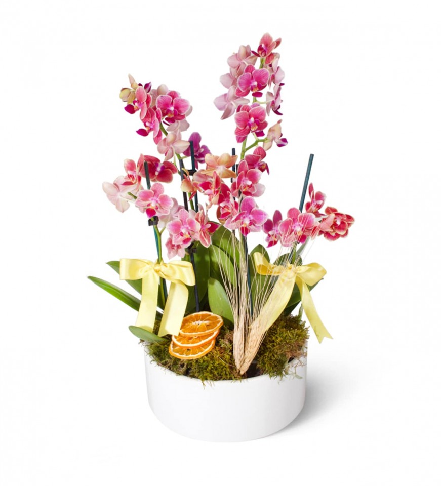 Midi Orkide - Turuncu Orkide Mila