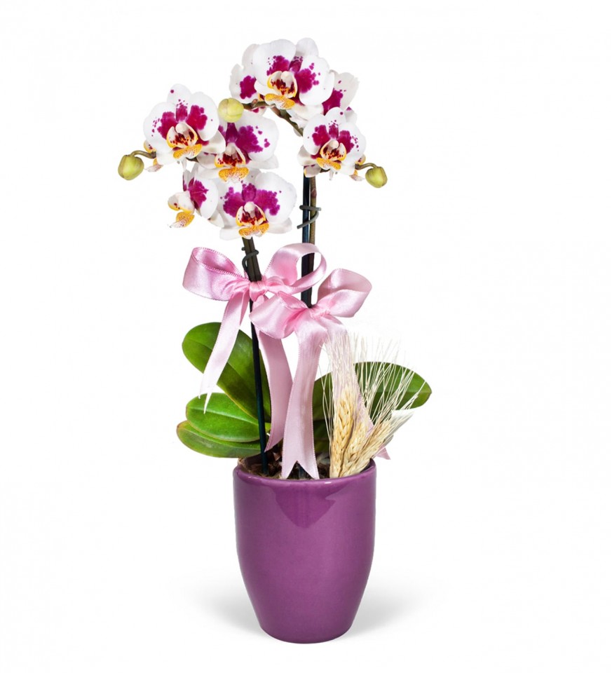 Midi Orkide - Mor Lily Dalmaçyalı Orkide