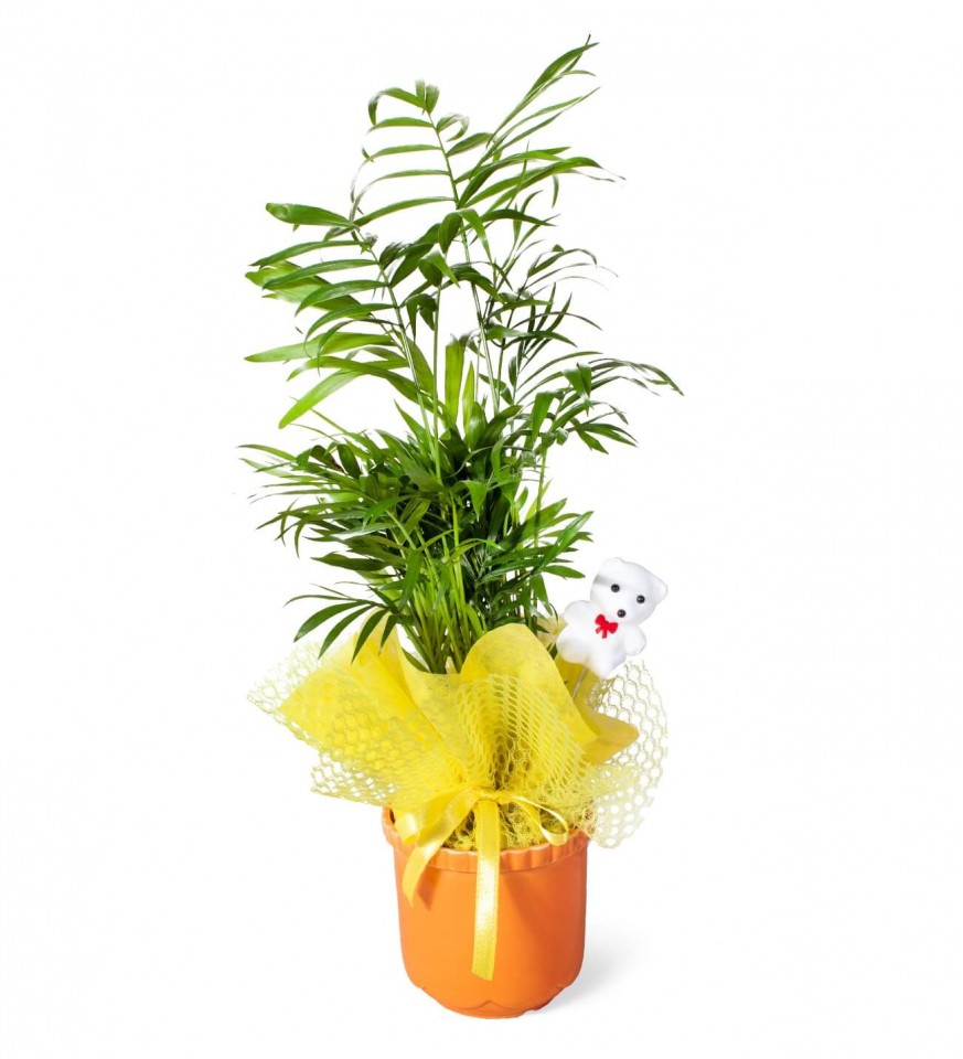  Dağ Palmiyesi - Chamaedorea Turuncu Lily