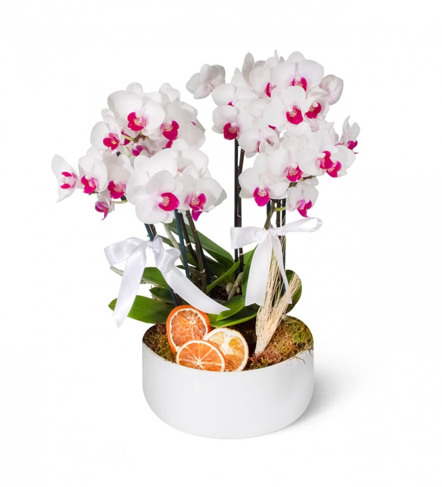 Midi Orkide - Dalmaçyalı Orkide Mila